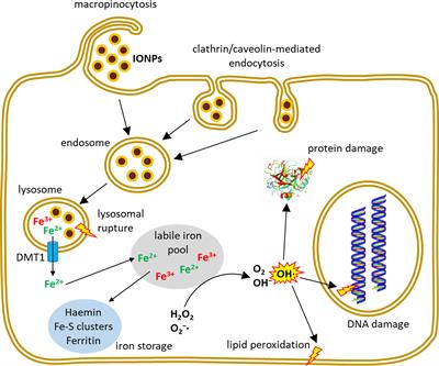 Iron Oxide Nanoparticles in Bioimaging – An Immune Perspective